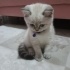 Pamuk