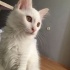 Bulut