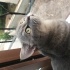 DUMAN