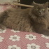 Duman