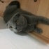 Duman