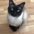 Paşa