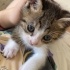 Duman