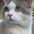 Pamuk