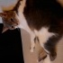 DUMAN