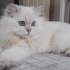 Pamuk