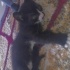 Duman
