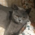 ŞİLA