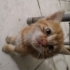 Minik