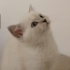 Pamuk