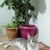 Duman