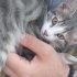 Pamuk