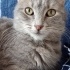 Duman