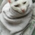 pamuk