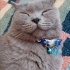 Duman
