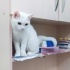 Pamuk