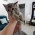 Pamuk
