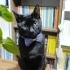 Pamuk