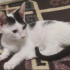 Pamuk