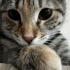 Arya