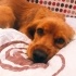 Cockie
