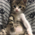 Pamuk