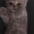 Bulut