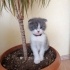 duman