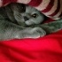 Duman