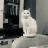 PAMUK