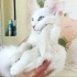 pamuk
