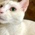 Pamuk