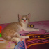Minnoş