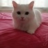 Bulut