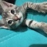 Bulut