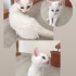 Pamuk