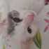Bulut