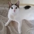 Pamuk