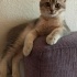 Bulut