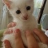 Pamuk