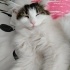 Pamuk