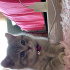 Duman