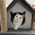 Pamuk
