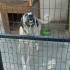 Arslan