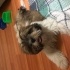 Safkan shıt tzu