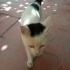 Bulut