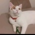 Bulut