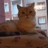 BONCUK