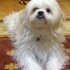 Baxi