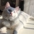 BULUT